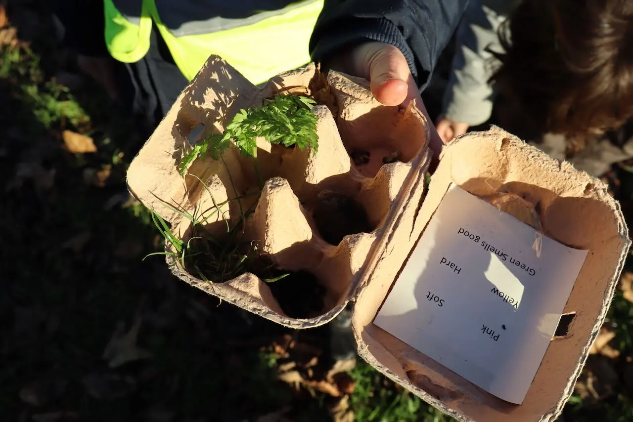 Plants in a box