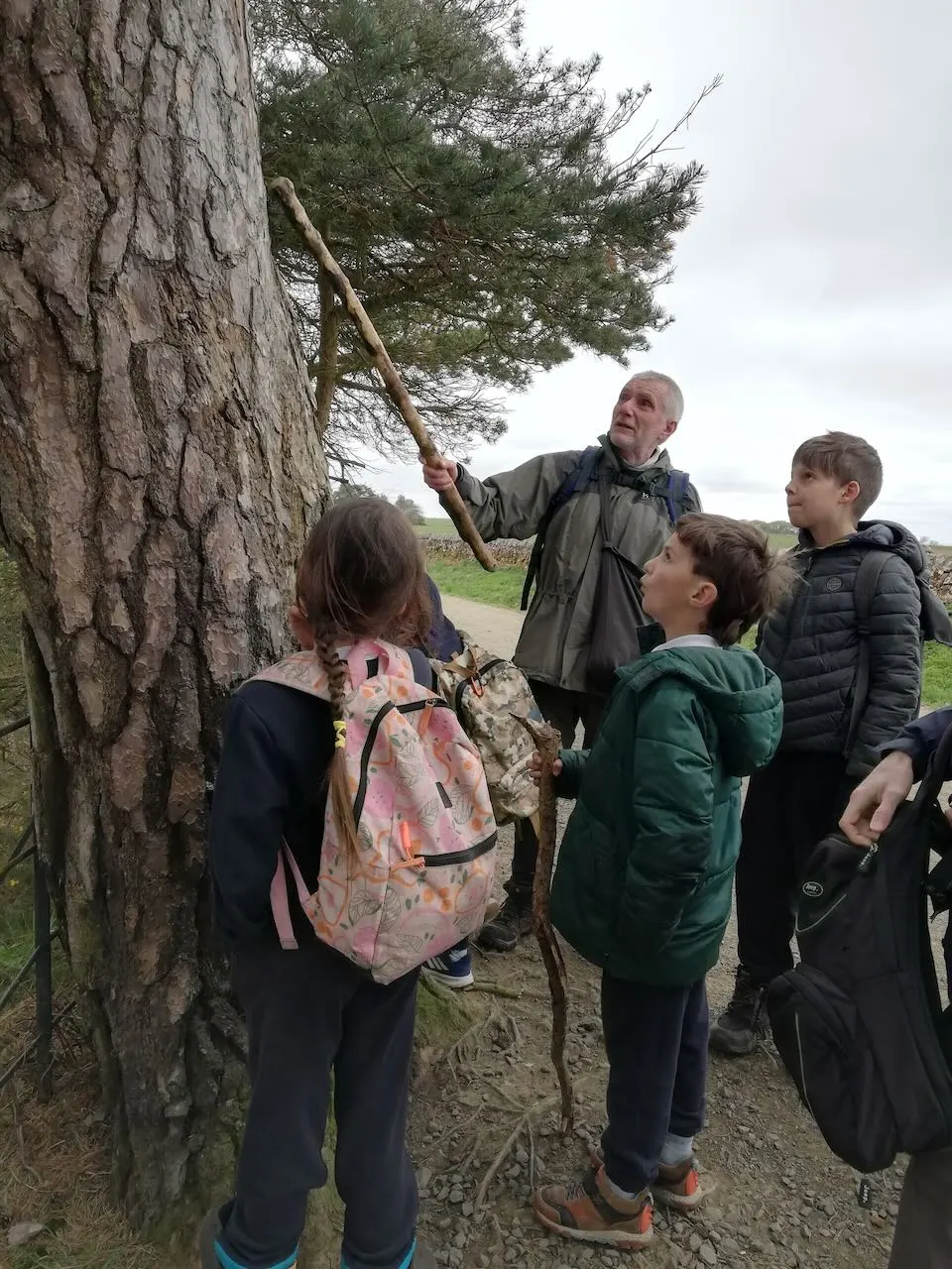 Learning about trees